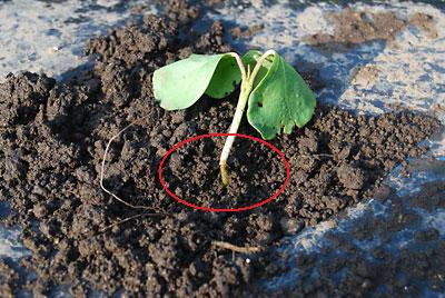 先日、定植したワタの苗ですが、根切り虫にやられてピンチです。