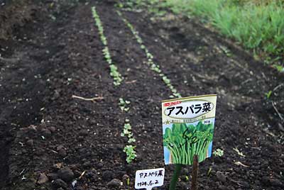 アスパラ菜も発芽しています。