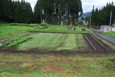 ため池の下の畑のソバが青々して来ました。