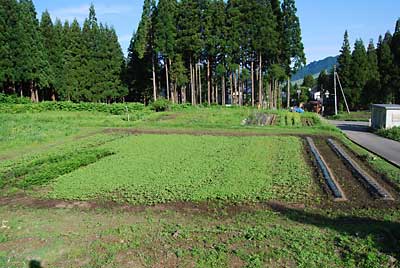 ソバが元気に育って来ました。