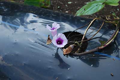 珍しいサツマイモ（ハマコマチ）の花です。