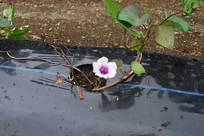 本州で咲くのは珍しいそうですが、サツマイモの花です。