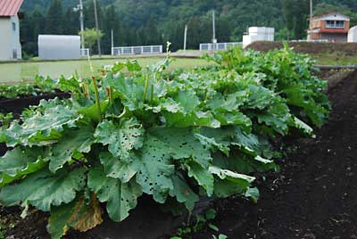 植え付けてから４年目（たぶん）のルバーブがついに世に出せることが出来ます。