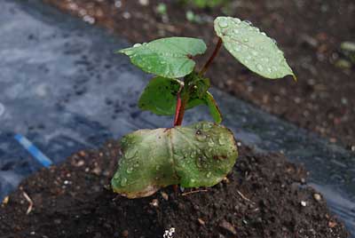 根切り虫から難を逃れたワタが本葉を広げて来ました。