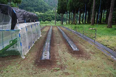 朝からバーナー除草兼害虫駆除をしました。