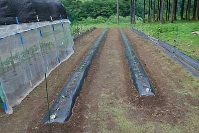 午前中、とりあえずチコリとスティッキオの畝間の雑草の焼却は終わりました