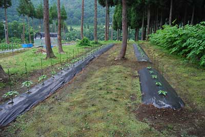 午後イチで神楽なんばんの畑を除草しました。