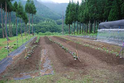 次にサツマイモ畑も除草しました。