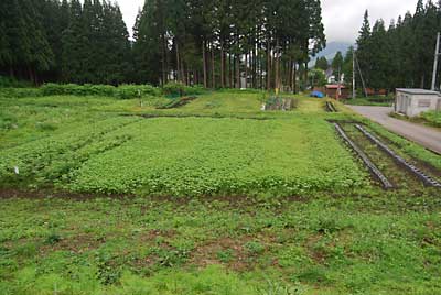 明日はソバとワタを植えた畑の周りを除草しようと思っています。