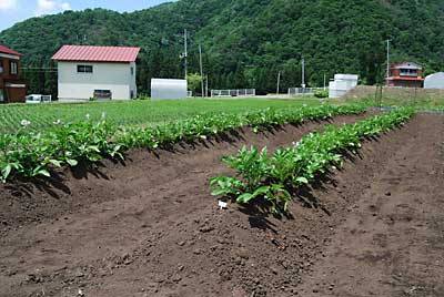 土寄せが完了しました。