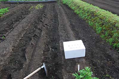 雪室貯蔵していたジャガイモが発芽したので、秋ジャガイモにしようと思って植え付けることにしました。