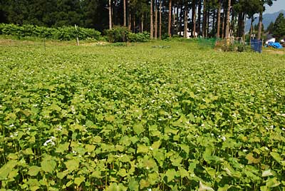 夏ソバもたくさん花が咲き出しました。