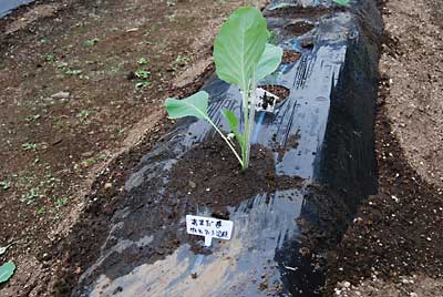 午後からあまだまキャベツを追加で定植しました。