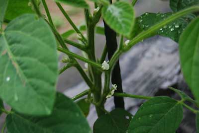 宝石枝豆にもたくさん花が咲きました。