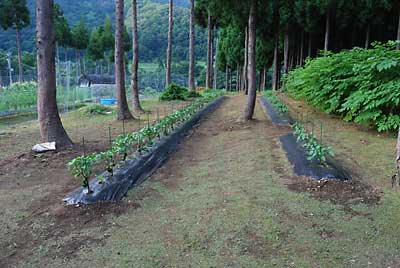 神楽なんばん畑は、昨日草刈りを終了しました。