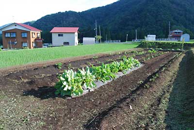 直売所では、全く売れないルバーブです。