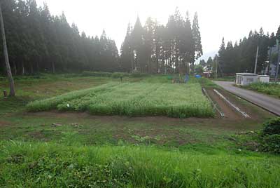 ため池の下のソバ畑も周りの草刈りも終了しました。