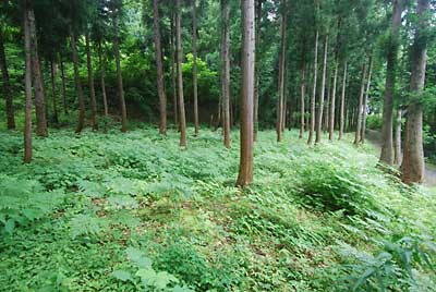 カンノウという地名のところの杉林の草刈りをしました。