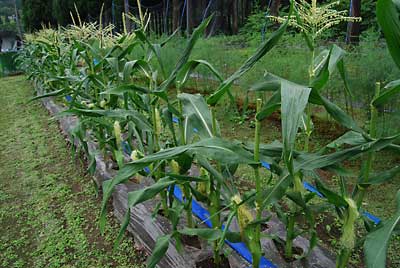 ピュアホワイトの雌花のヒゲが茶色っぽくなってきた雄花を随時切り落としています。