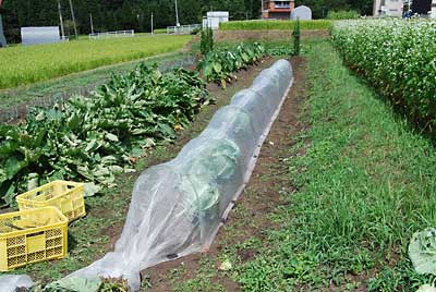 チョウチョが卵を産みにやってくるので、ダッシュでジャガイモを掘ってすぐ防虫アミを被せました。