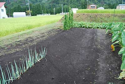 ネギ畑を作っている内に雨が降って来ました