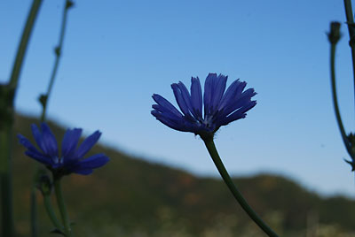 待ちに待ったチコリの花がようやく咲き出しました。