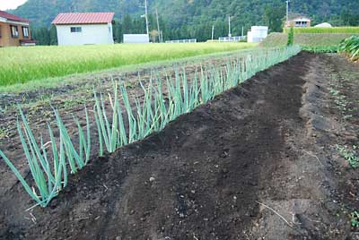 第一弾のネギ（日本海）の追肥と土寄せをしました。