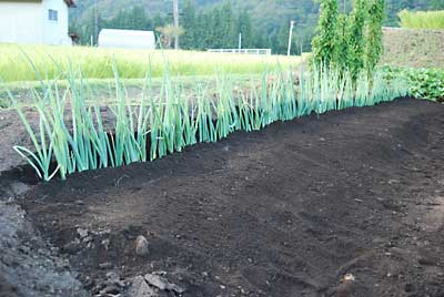 第二弾のネギ（日本海）を１００本定植しました。