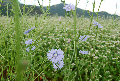 チコリの花が、次から次へと咲き出しました。