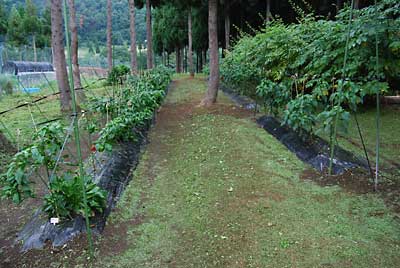 神楽なんばん畑の草刈りもしました。