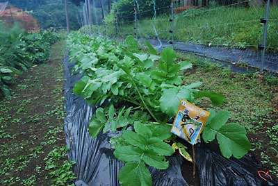 大根も大きくなって来ました。