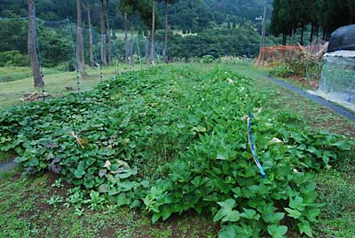 猿よけアミの中のサツマイモです。