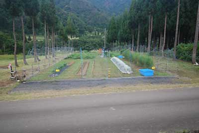 小さい雑草がびっしり生えています。