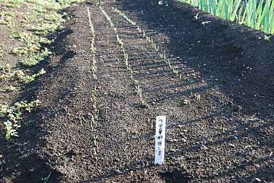 赤タマネギ「中華妃」の芽が出揃いました。