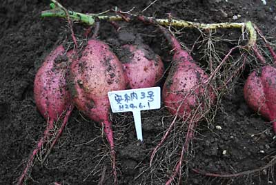 安納３号も少しだけ収穫しました。