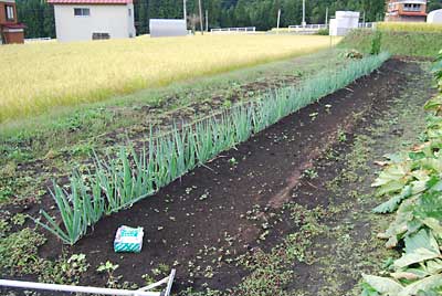 夕方、日本海ネギの追肥と土寄せをしました。