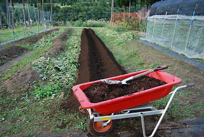 耕耘のあと畝を立てて、その中に完熟牛糞を約３０ｋｇ入れました。