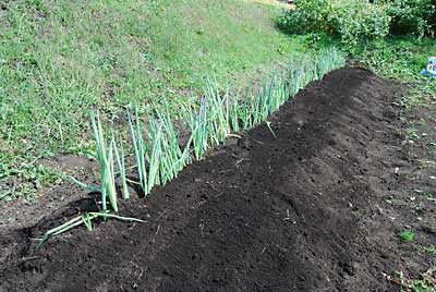 第三弾のネギ（日本海ネギ）を昨日準備した畑に定植しました。