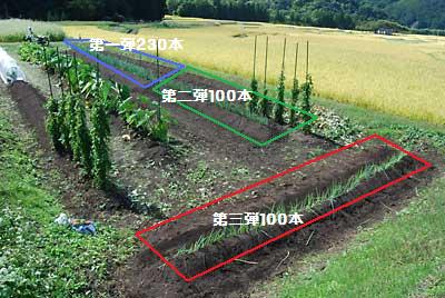 合計４３０本定植したことになります。