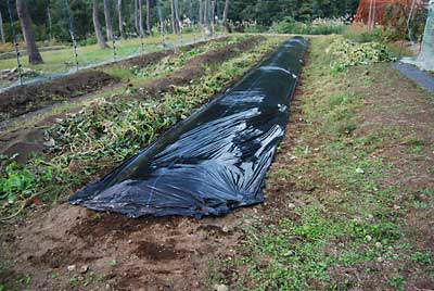 白菜の定植用のマルチを張って作業終了しました。