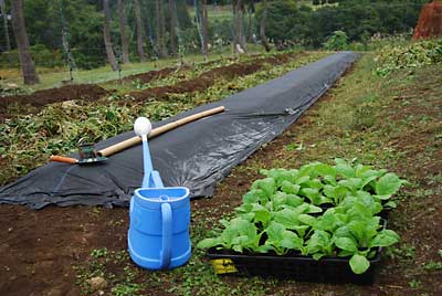 先日、購入して来た白菜の苗４４鉢です。