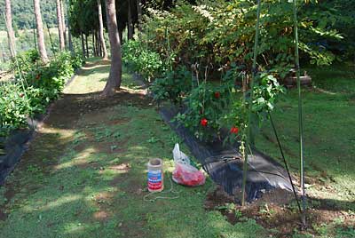 農園の主力作物である神楽なんばんの枝吊りをしました。