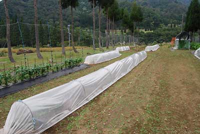 ほうれん草とルッコラに水をたっぷり与えてからビニールをかけました。