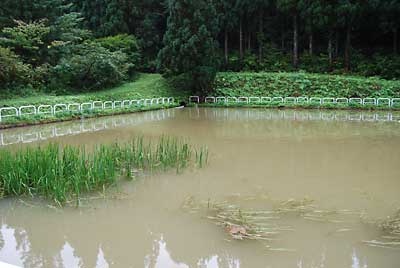 昨夜の大雨で、ため池は濁っていました。