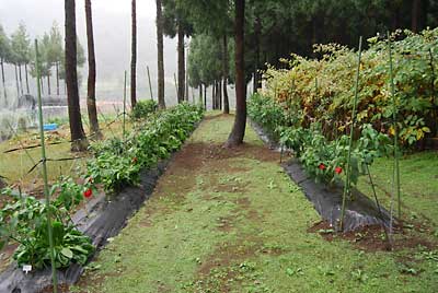 神楽なんばんも枝吊りの効果があったのか被害無しでした。