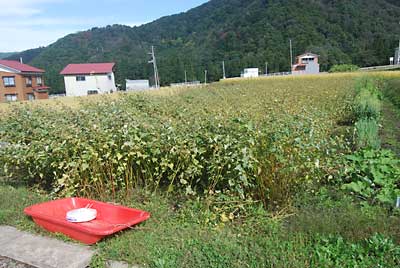 お天気が良いうちに秋ソバの刈り取りをすることにしました。