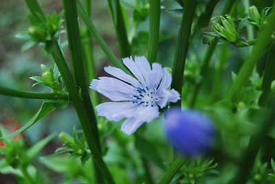 農園の畑には、あちらこちらでチコリの紫の花が咲いています。