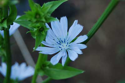 農園のチコリの花は、相変わらず清楚できれいです。