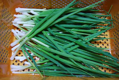 乾燥ネギを作ろうと、日本海ネギの定植出来なかった ネギを収穫してきました。