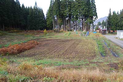 ため池の下の畑の片付けをしました。